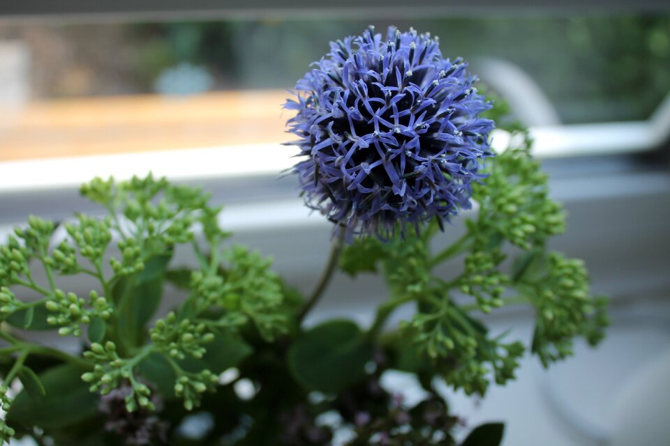 Ornamental onion bouquet blue