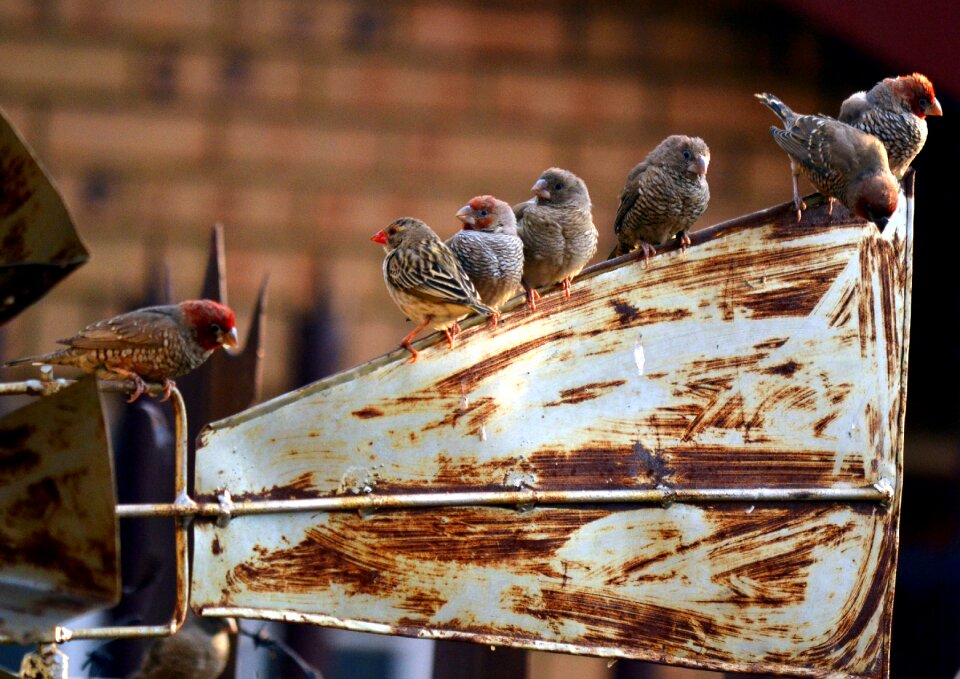 Sparrow apple garden