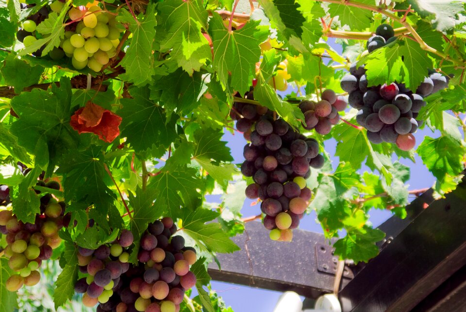 Grapes gazebo fruit