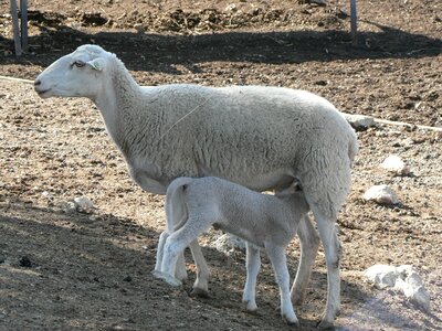 Nature livestock lambs