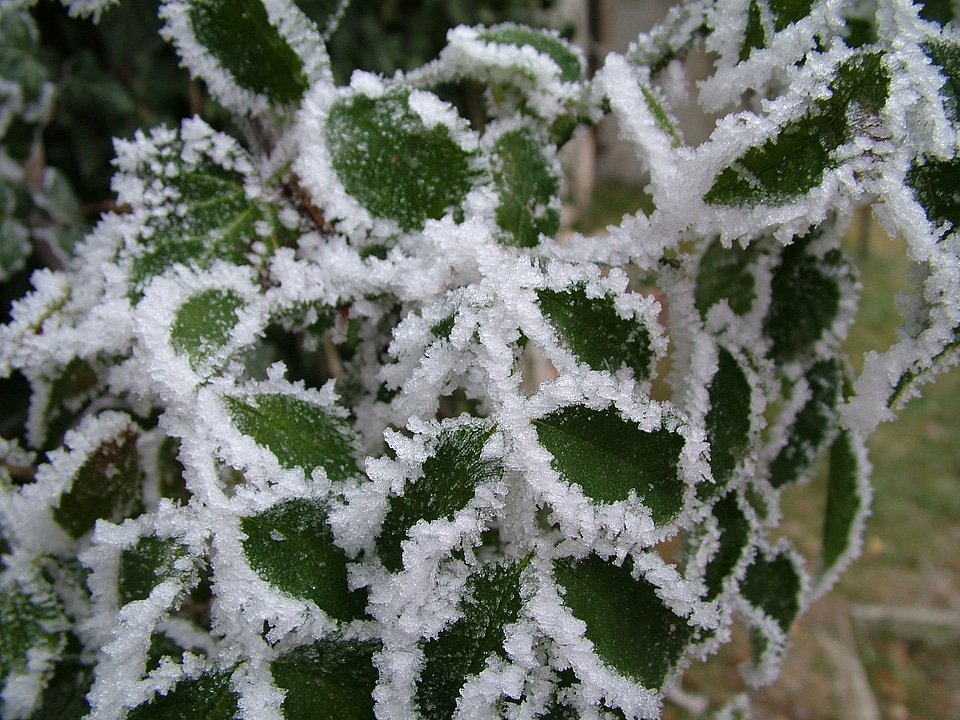 Winter frost frosted