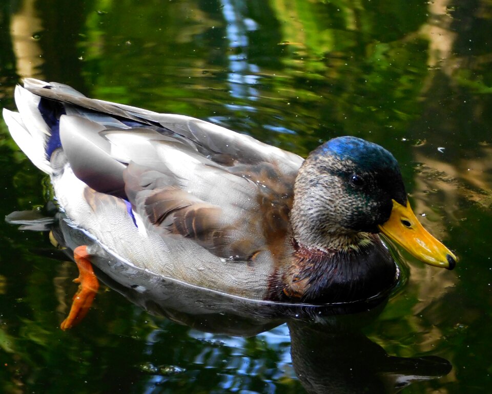 Duck bird water bird bird