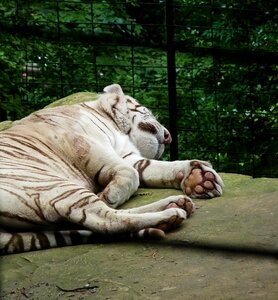 Zoo wild animal sleep photo