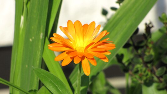 Nature blossom bloom