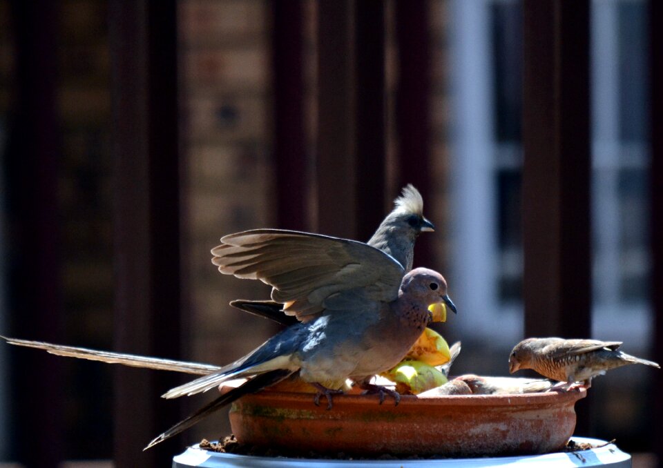 Birds sparrow apple
