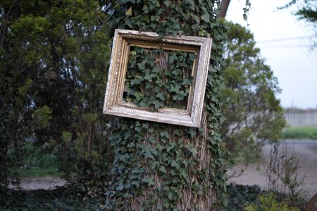 Tree gray frame