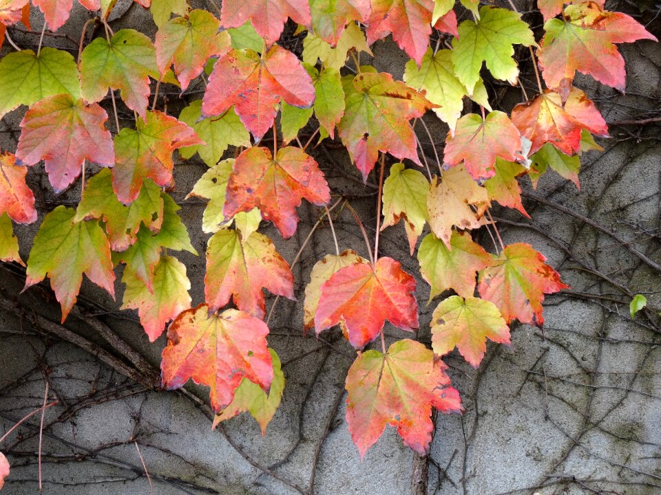 Creeper autumn leaves foliage photo