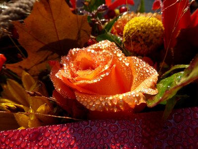 Dew morning flowers