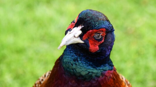 Colorful color animal
