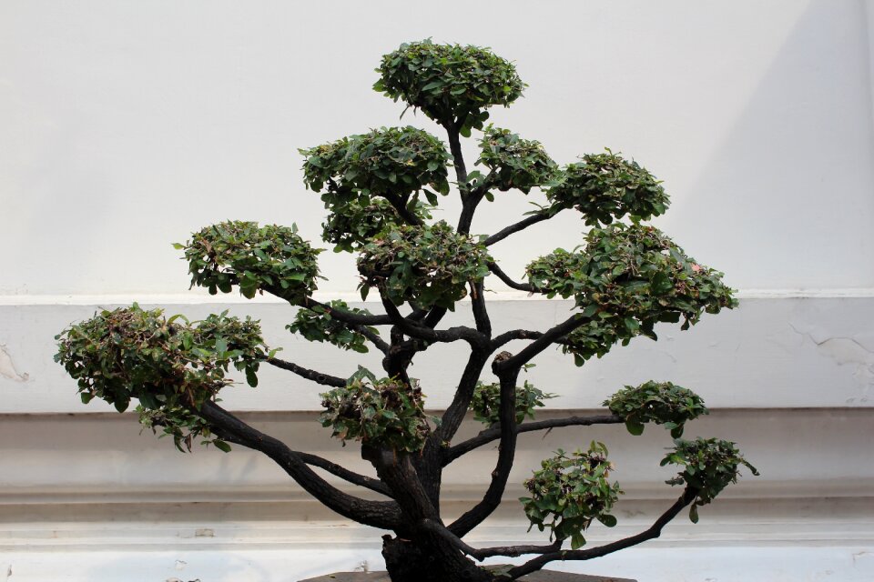 Decoration potted plant bonsai tree