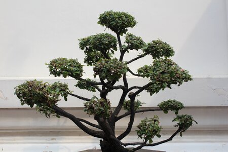 Decoration potted plant bonsai tree