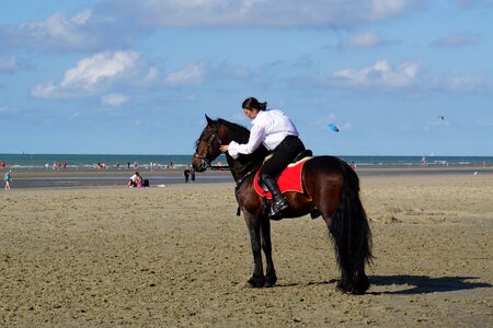 Horsewoman belgian rider horse show photo