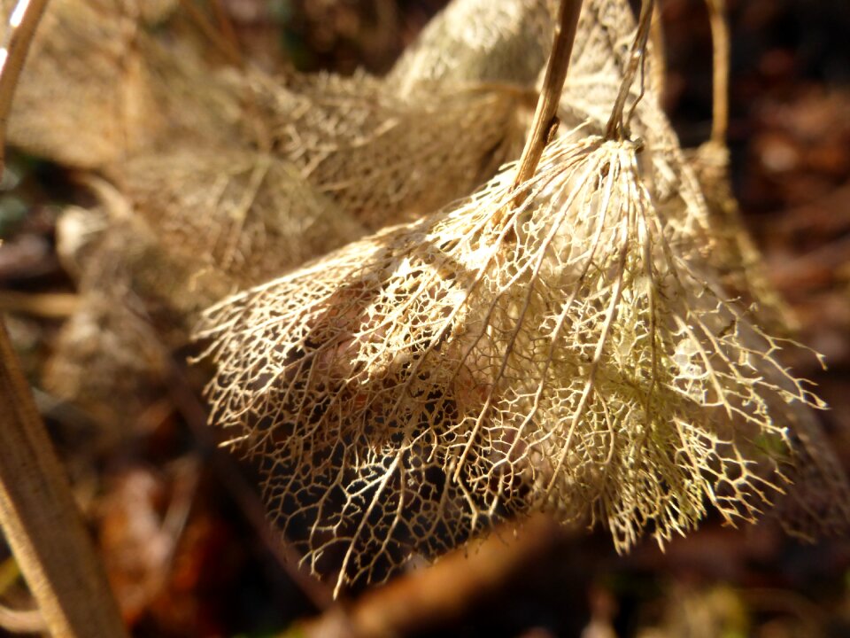 Grain nature generalized