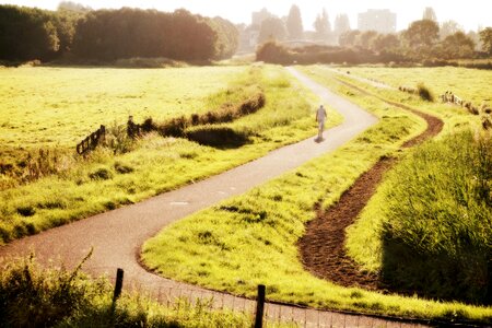 Polder meadow netherlands photo