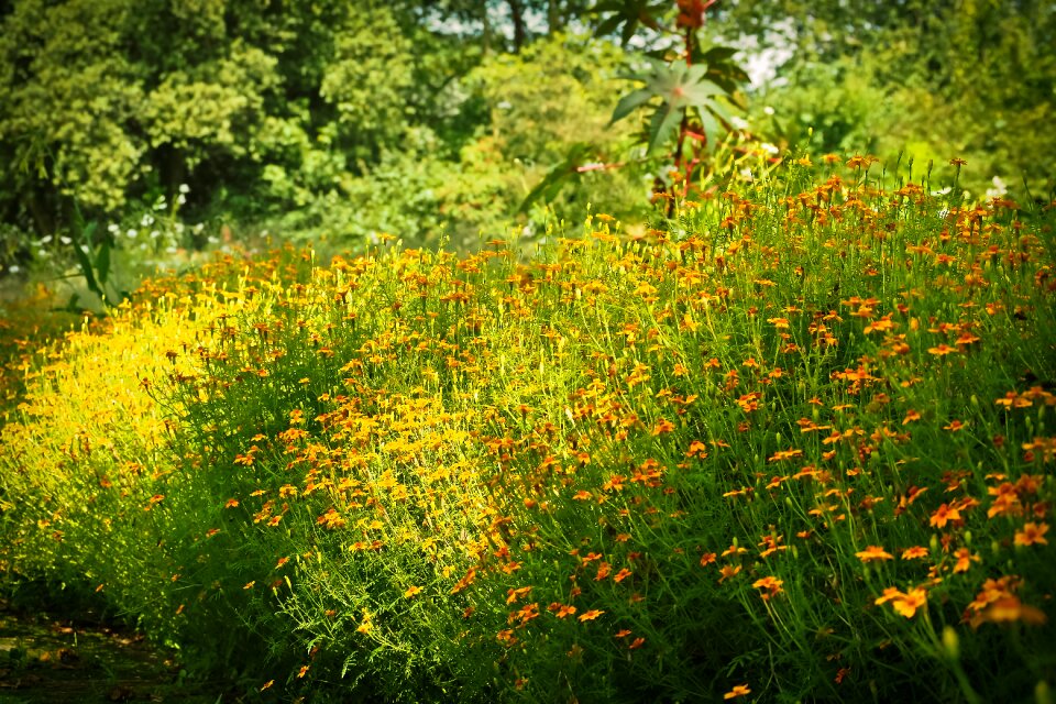 Yellow blossom bloom
