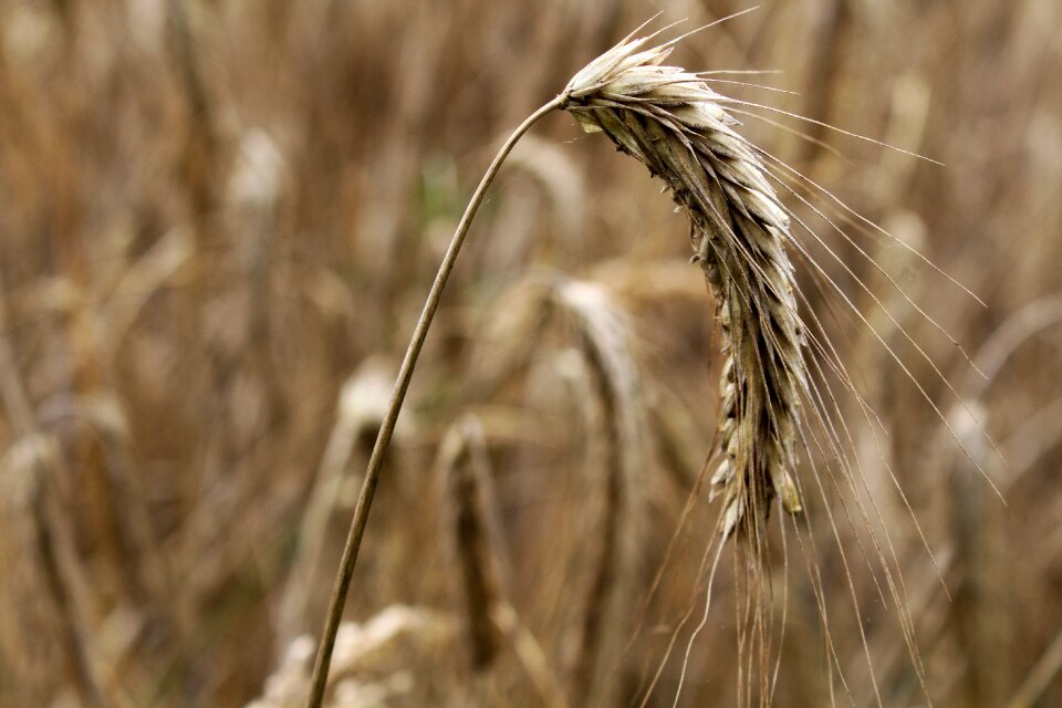 Spike field cornfield