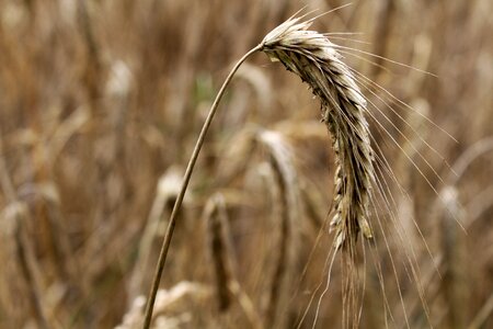 Spike field cornfield photo