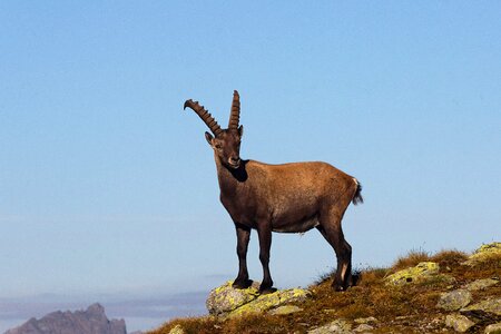 Wild sesvenna south tyrol photo