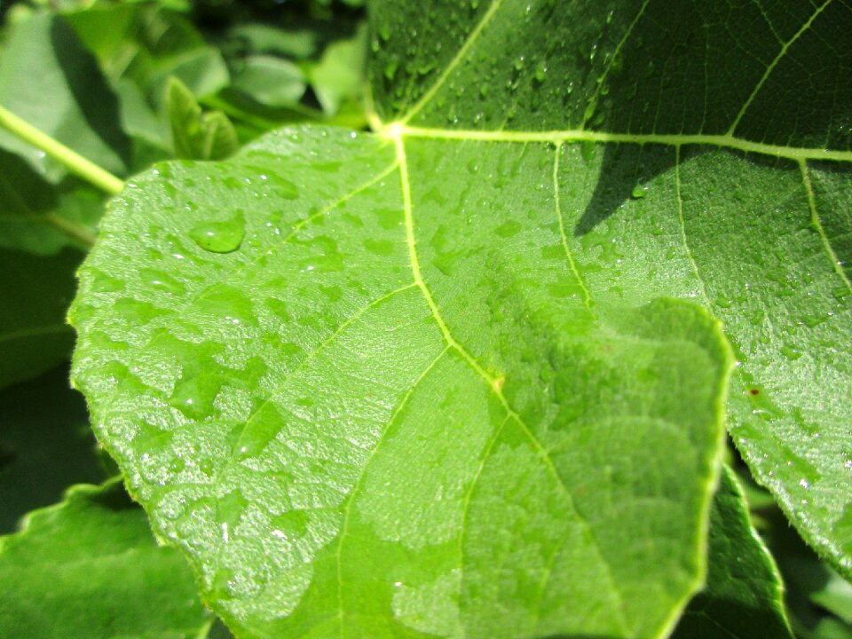 Raindrop after the rain green leaf