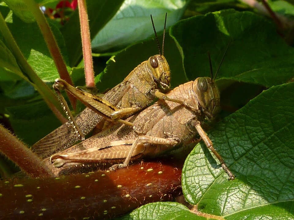 Insect nature grasshopper