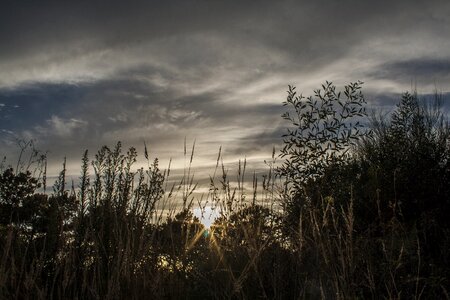 Galicia sky forest