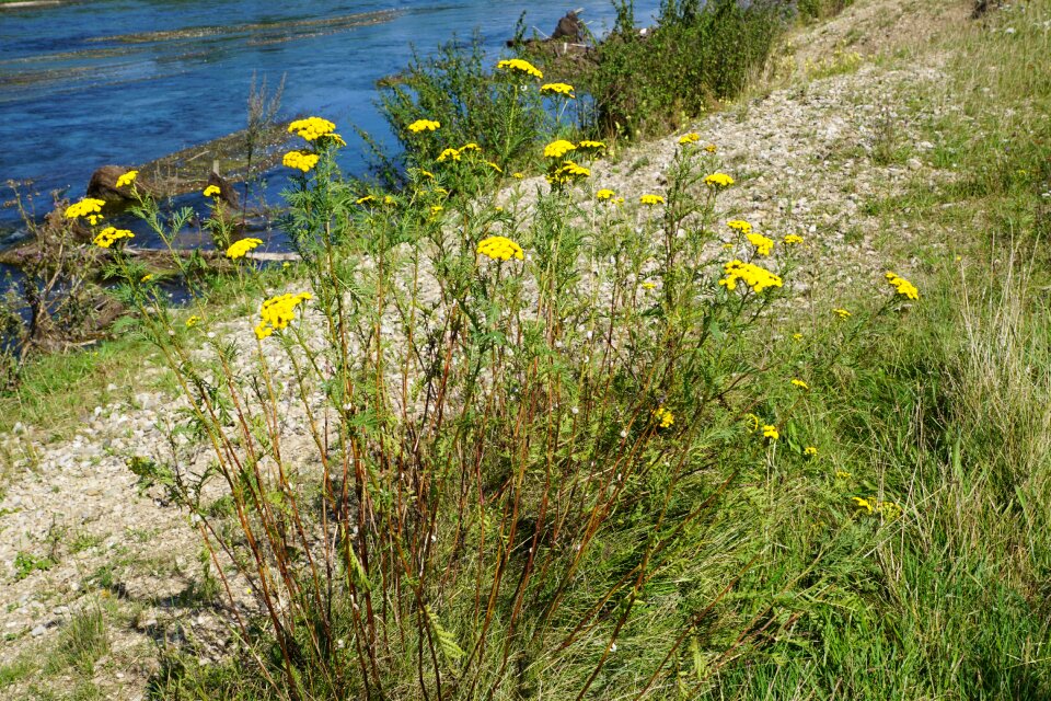 Nature river danube