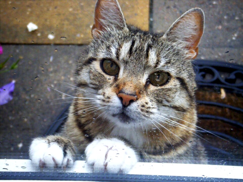 Sweet young cat domestic cat