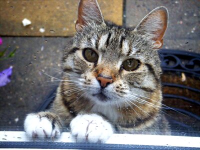 Sweet young cat domestic cat