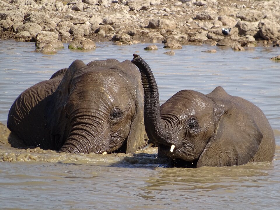 Elephant water wet