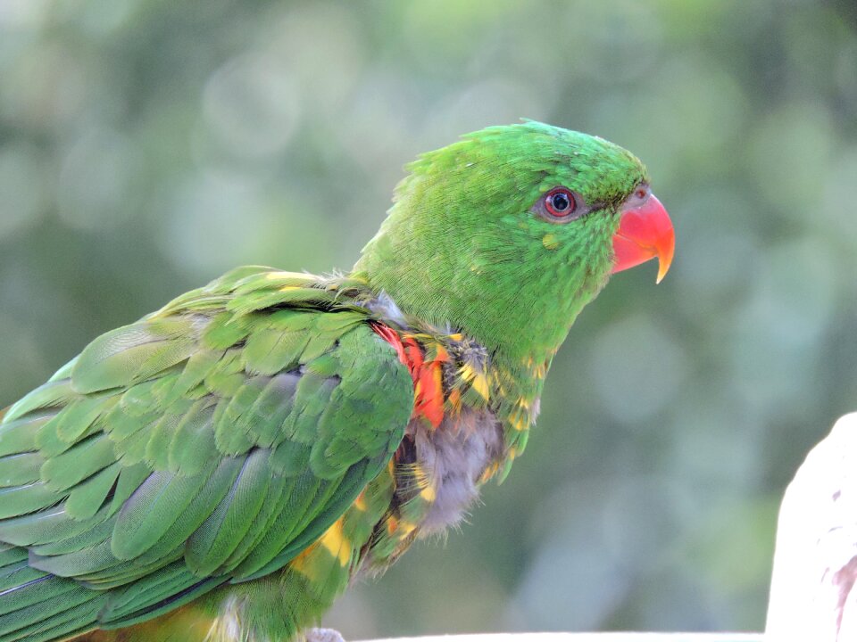 Animal green feather photo