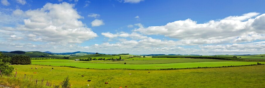 Meadow cows sky