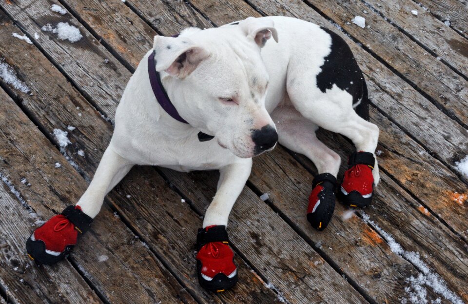 Shoes red snow shoes
