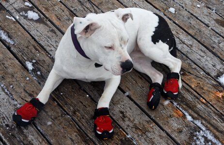Shoes red snow shoes