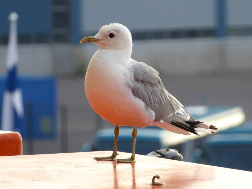 Nature coast wildlife