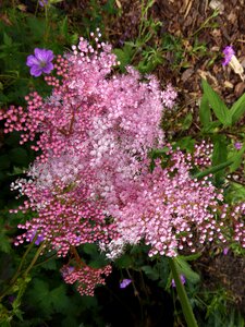 Macro pink purple plant
