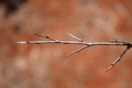 Nature tree plant photo