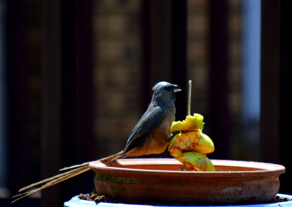 Garden food outdoors
