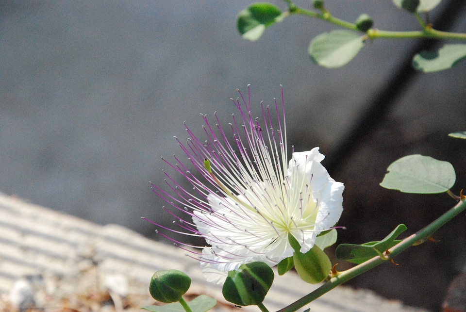Plant exotic capture