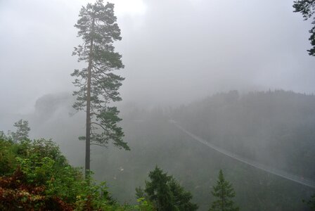 Gloomy trees forests