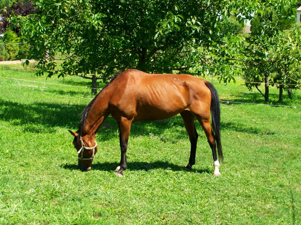 Brown horse browse hoofed animals
