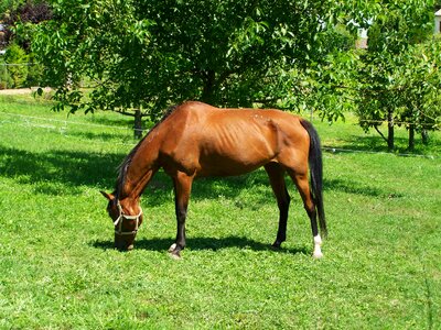 Brown horse browse hoofed animals photo