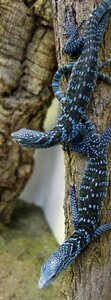 Lizard insect eater iguana