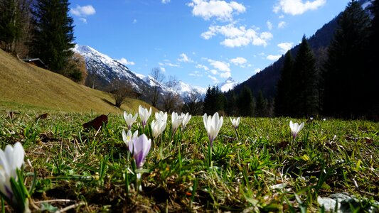 Alpine meadow nature photo