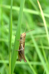 Grass insect nature photo