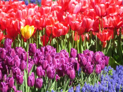 Garden nature floral