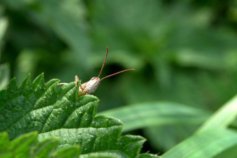 Grass insect nature