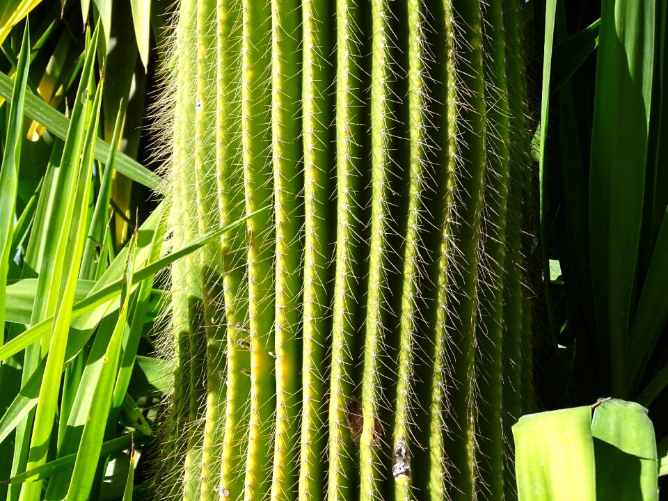 Cactus green sting