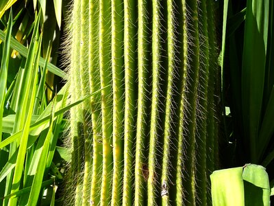 Cactus green sting