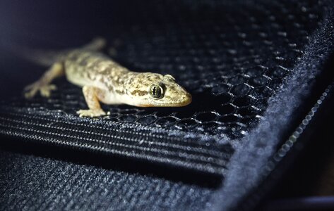 Net lizard macro