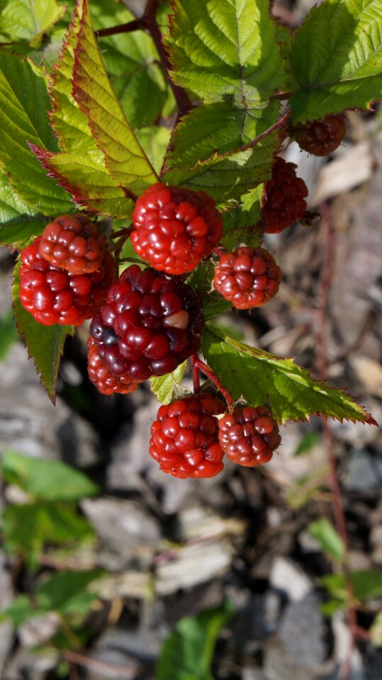 Fruits fruit red